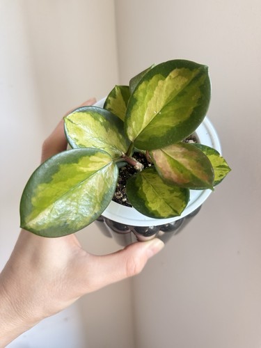 Hoya australis lisa - hoya, lisa-