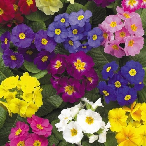 Polyanthus crescendo mixed - mixed, |