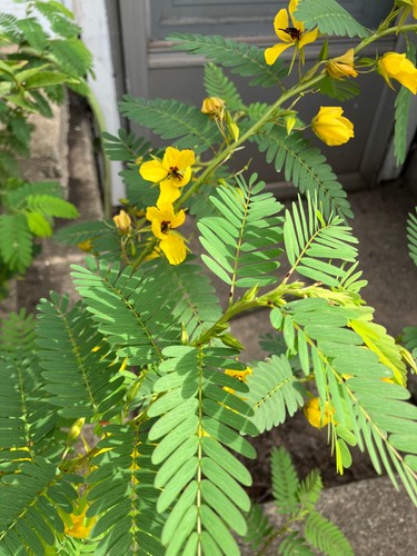 Partridge pea chamaecrista - -,