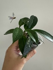 Hoya Carnosa Potted Rooted