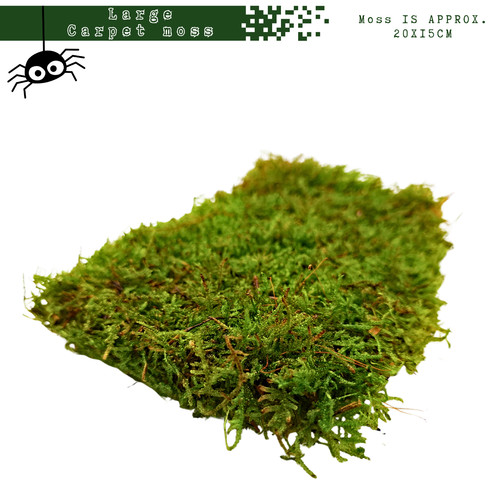 Live carpet moss - moss, isopods