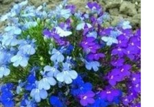 30  X  BEDDING  LOBELIA MINI
