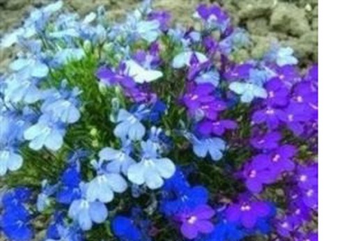 Bedding lobelia mini - x,