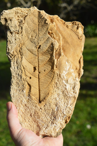 Huge leaf amazing - huge, &