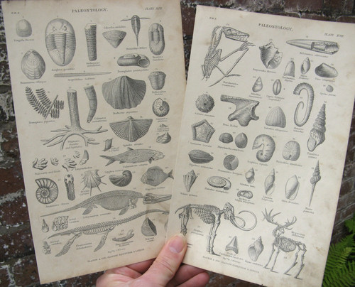 1870 fossils oliver goldsmith - fossils-,