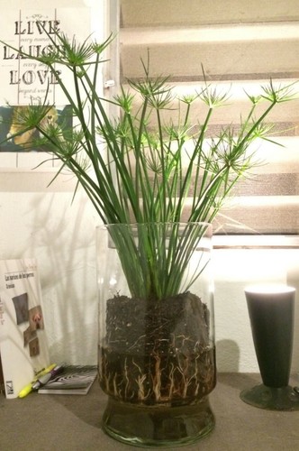 Cyperus umbrella pond marginal - umbrella,