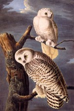 BIRDS OF AMERICA SNOWY OWLS