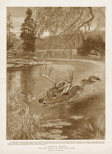 Canada deer stalking incident - deer,