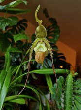 Rare Phragmipedium Hybrid.  Blooming Size. With New Groth. 13 Cm Pot.