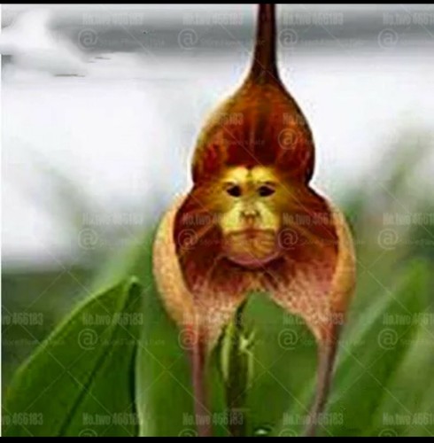 Rare monkey face orchid - face,