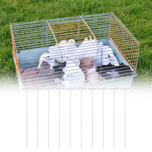 10pcs pigeon birds - entrance, t