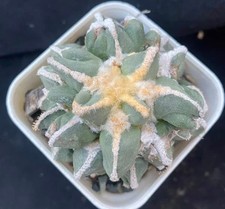 Rare Cacti Ariocarpus furfuraceus magnificus Hybird WYSIWYG Self Root Decor