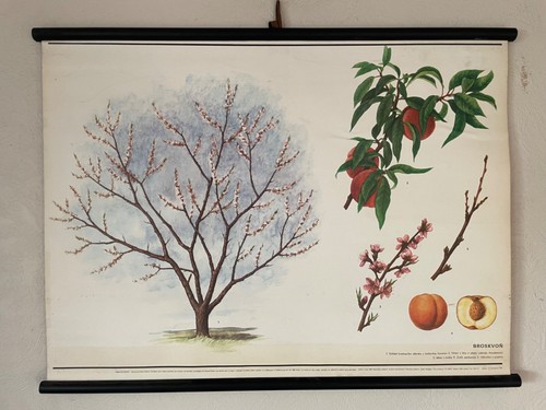 Vintage apricot tree - tree, botanical