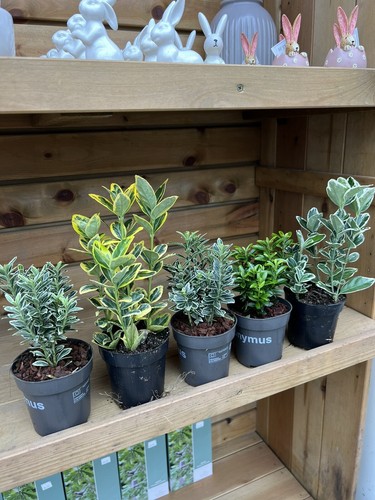 Euonymus mixed evergreen - euonymus,