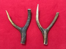 2 PIECES OF SIKA DEER ANTLERS
