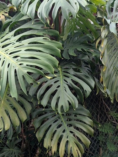 Hawaii monstera plant swiss - -,