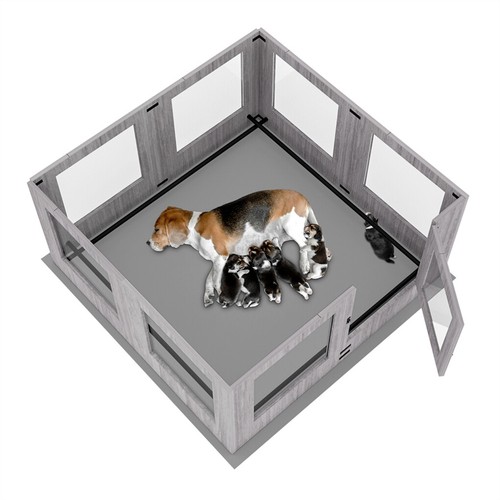 Safest tempered glass - safest, dog