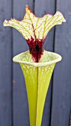 Sarracenia moorei leah - moorei, 'leah