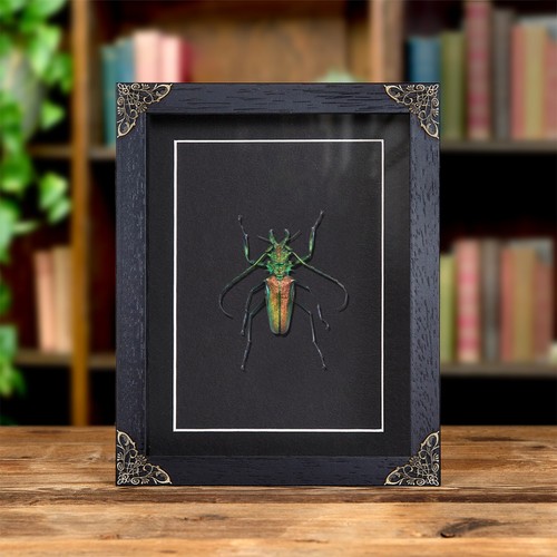 Rainbow longhorn beetle - beetle, in