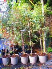 5ft  inc. pot DWARF Hardy Gum Tree - Eucalyptus Frances Bleu - 7litre