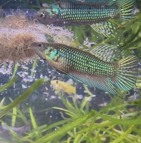 Wild type alien - wild, betta