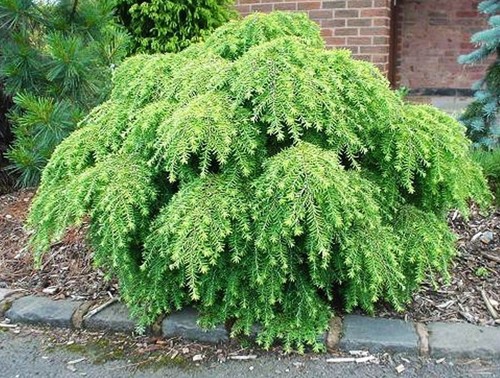 Tsuga canadensis jeddeloh - tsuga,