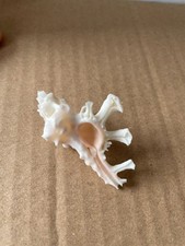 Seashell - Homalocantha Zamboi