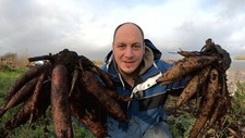 Yacon Starts (Growing Tips) Watch Free Harvest Videos! (Sold out)