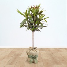 Oleander 'Shades of Pink