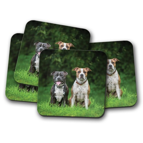 Set cute staffie dogs - -,