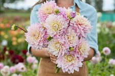 Dahlia Tuber - Sweet September