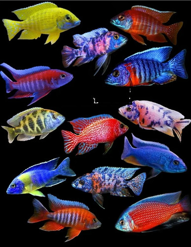 Pack assorted color - of,