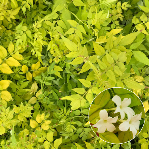 Jasminum officinale fiona - jasminum,