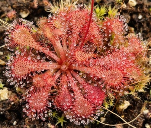 Drosera spatulata 100 - drosera,