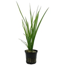 Cyperus helferi Tropica Live