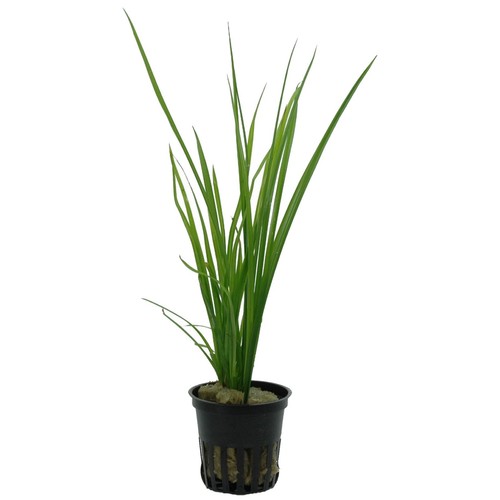 Cyperus helferi tropica live - helferi,