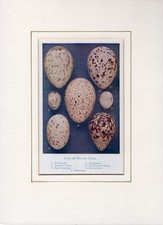 Eggs of British Birds (a) Monted Antiquarian Print