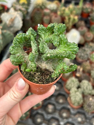 Euphorbia enopla cristata - euphorbia,