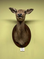 Doe head on the board, Taxidermy, Throphies