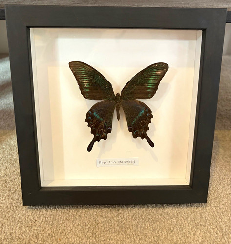 Papilio maackii butterfly - papilio,