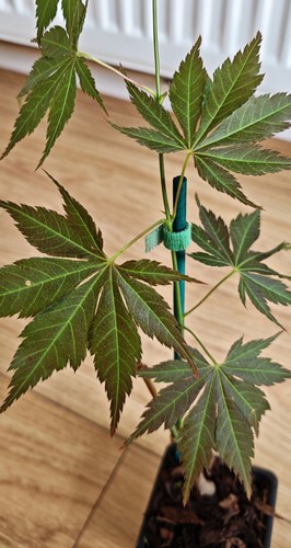 Acer palmatum mirte japanese - palmatum,