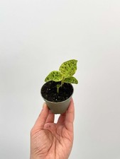 Macodes Petola, Jewel Orchid