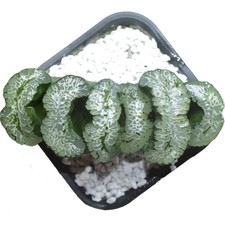 6CM Succulent Plant Haworthia