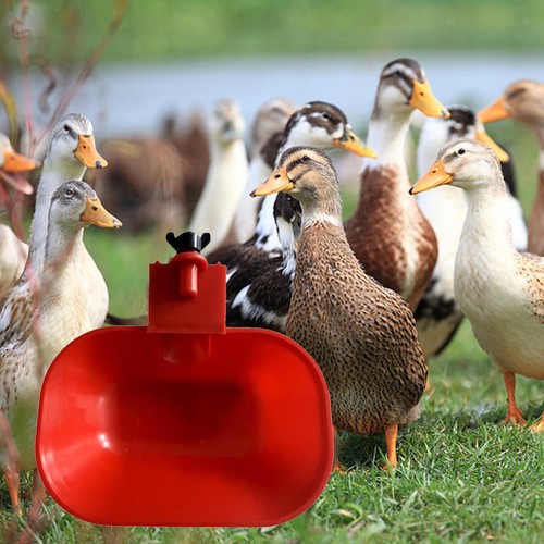 Automatic chicken water cup - chicken,