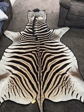 Felt Back Zebra Skin, Genuine Zebra From Natal South Africa