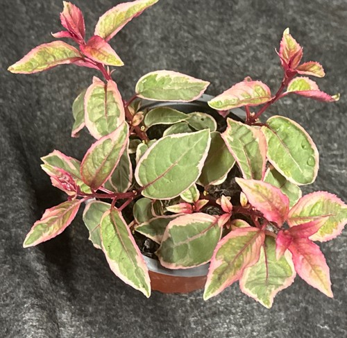 Hardy fuchsia varigated tom - hardy,