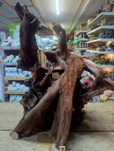 Large mangrove 60cm - mangrove, 41-60cm