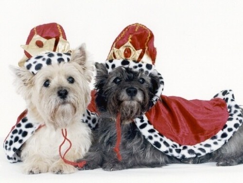 Pet notecards dog cairn - pet,
