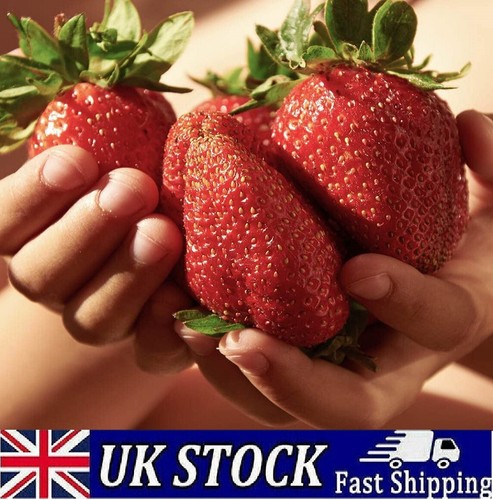 Giant strawberry seeds sweet - giant,