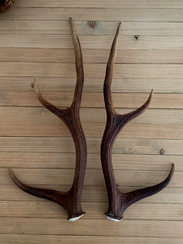 Pair sika deer antlers - pair,